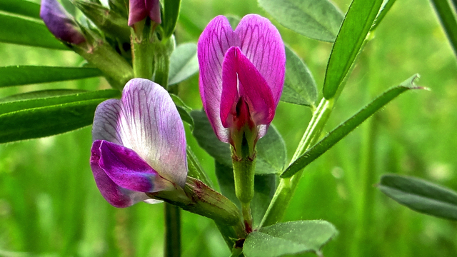 Voederwikke - Vicia sativa subsp. sativa