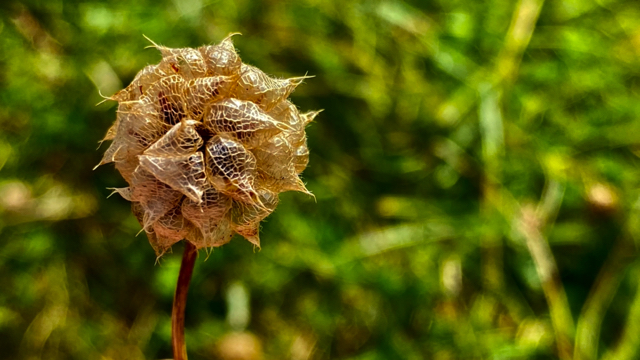 Aardbeiklaver - Trifolium fragiferum 