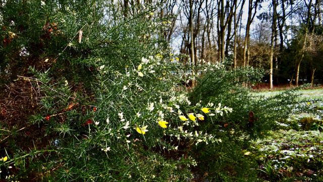 Gaspeldoorn - Ulex europaeus