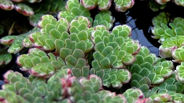 Grote kroosvaren - Azolla filiculoides