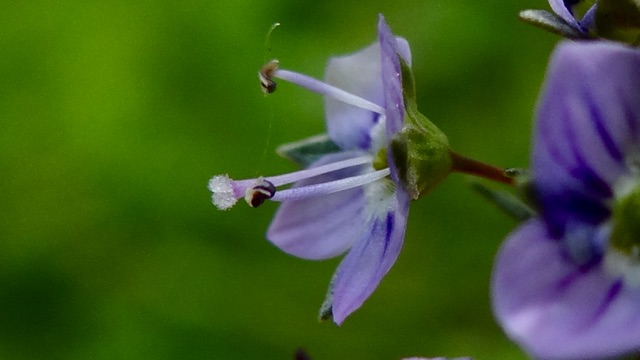 Blauwe waterereprijs - Veronica anagallis-aquatica