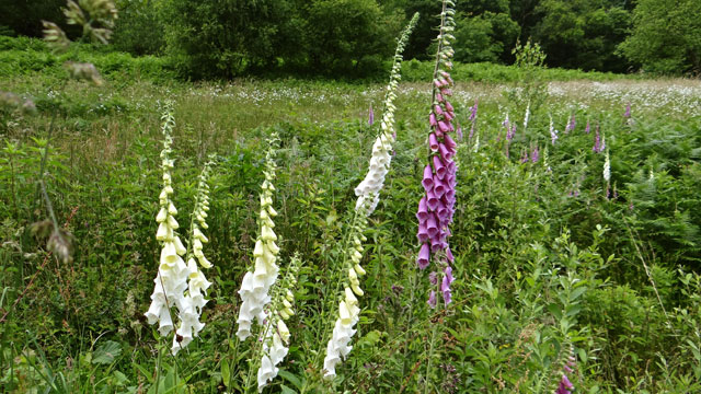 Vingerhoedskruid - Digitalis purpurea