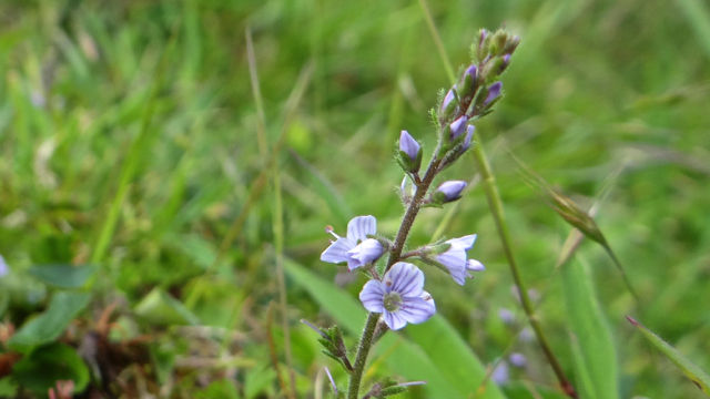 Mannetjesereprijs - Veronica officinalis