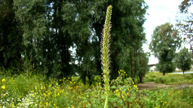 Grote weegbree - Plantago major s. major