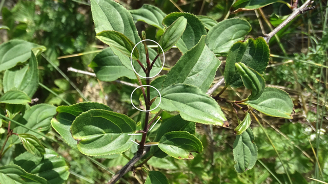 Wegedoorn - Rhamnus cathartica