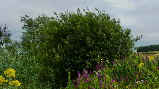 Grauwe wilg - Salix cinerea