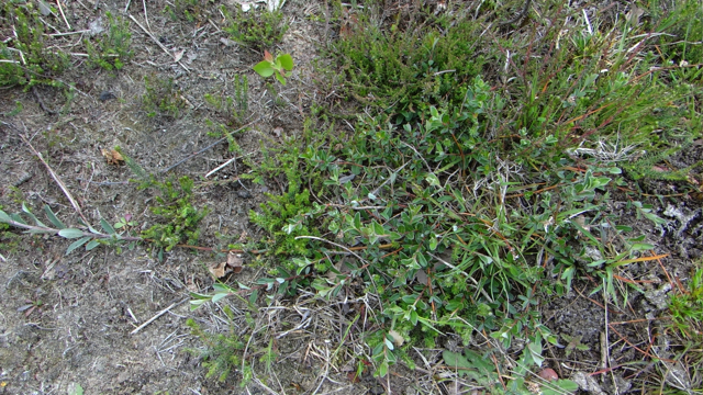 Kruipwilg - Salix repens