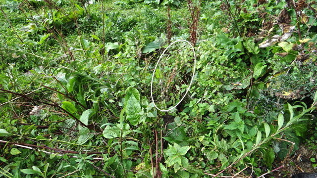 Groot warkruid - Cuscuta europaea