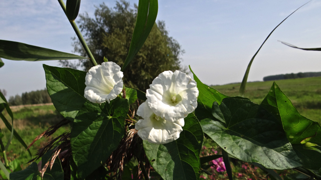 Haagwinde - Convolvulus sepium