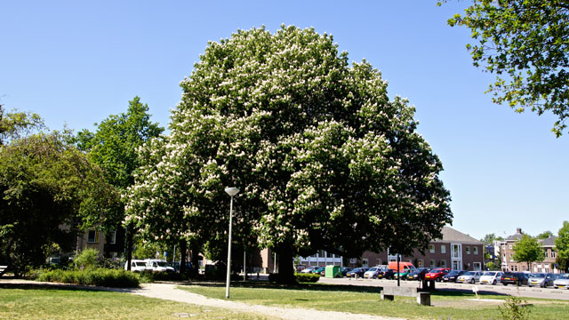 Witte paardenkastanje - Aesculus hippocastanum