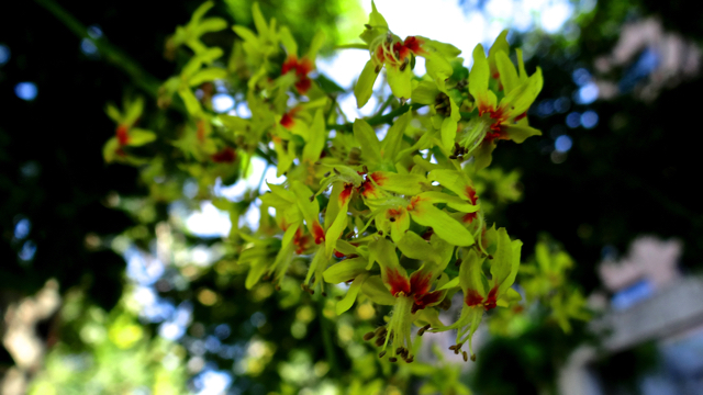 Gele zeepboom - Koelreuteria paniculata