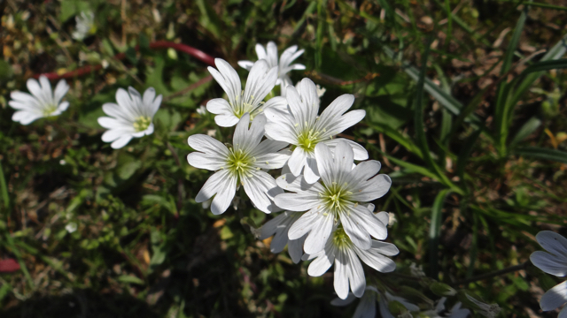 Akkerhoornbloem - Cerastium arvense