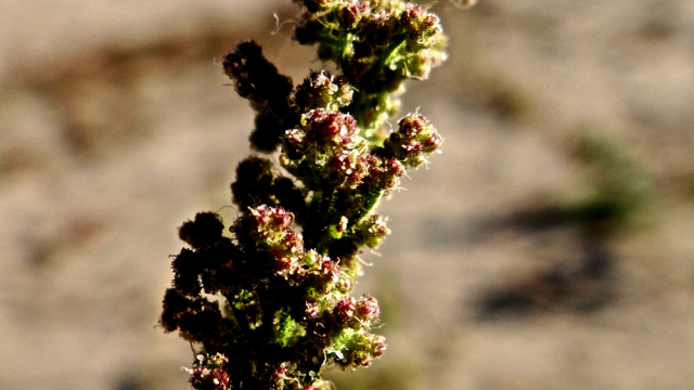 Druifkruid - Chenopodium botrys
