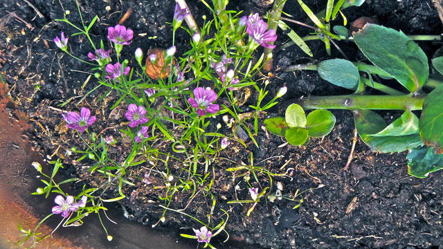 Gipskruid - Gypsophila muralis