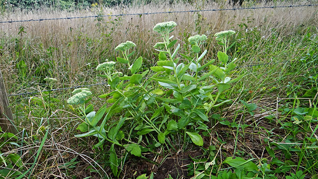 Hemelsleutel - Sedum telephium