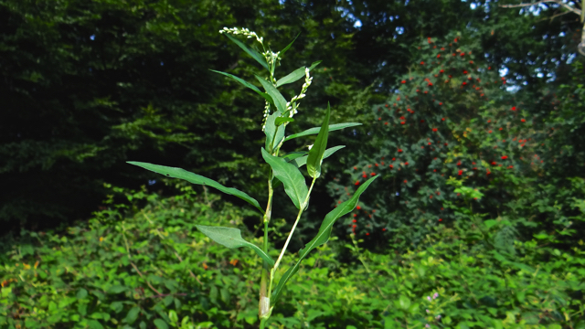 Kleine duizendknoop - Persicaria minor