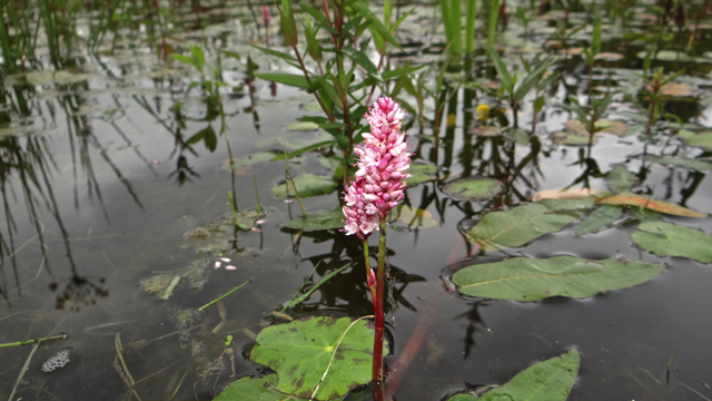 Veenwortel - Persicaria amphibia