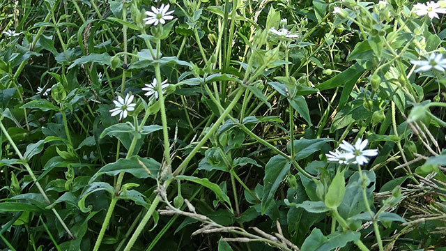 Watermuur - Myosoton aquaticum