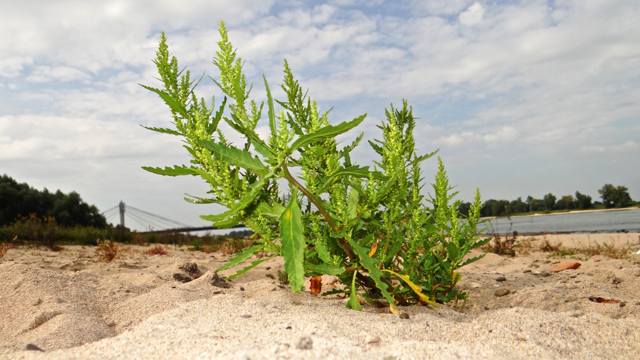 Welriekende ganzenvoet - Chenopodium ambrosioides