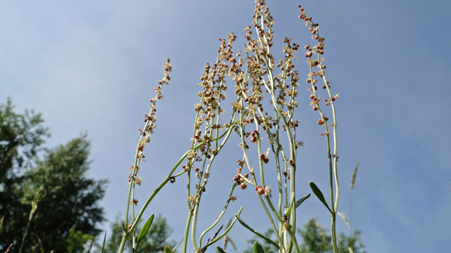 Schapenzuring - Rumex acetosella