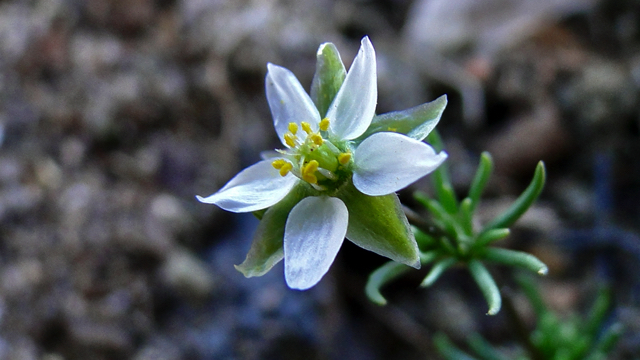 Heidespurrie - Spergula morisonii