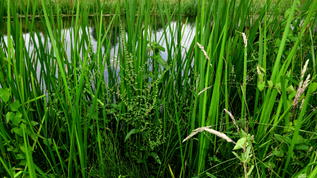 Kluwenzuring - Rumex conglomeratus