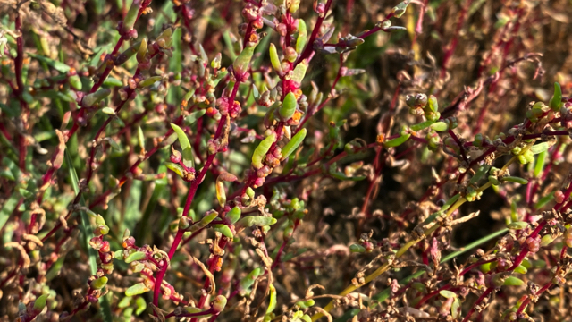 Klein schorrenkruid - Suaeda maritima