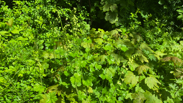 Franjekelk - Tellima grandiflora