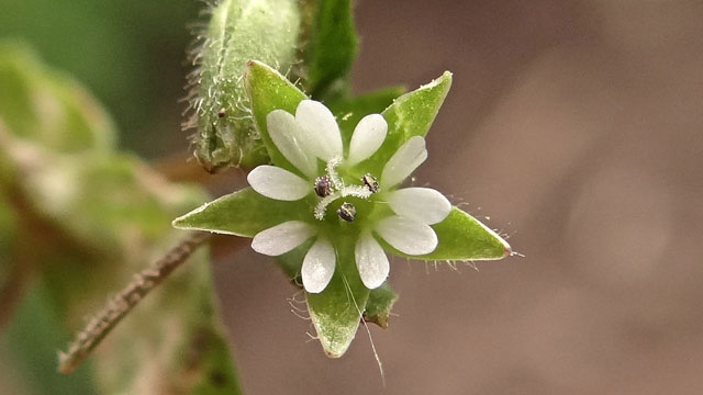 Vogelmuur - Stellaria media