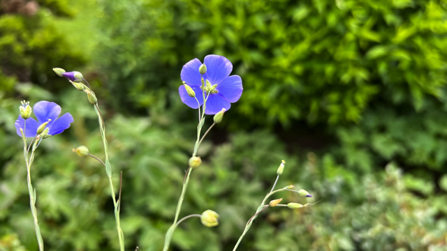 Vlas - Linum usitatissimum