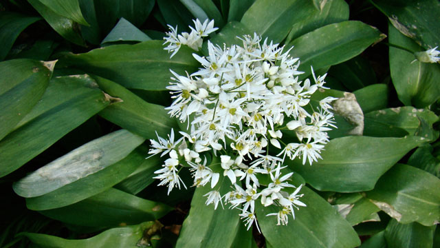 Daslook - Allium ursinum