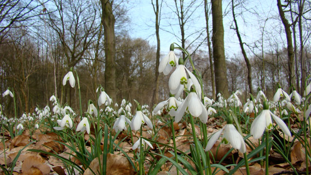 Gewoon Sneeuwklokje - Galanthus nivalis