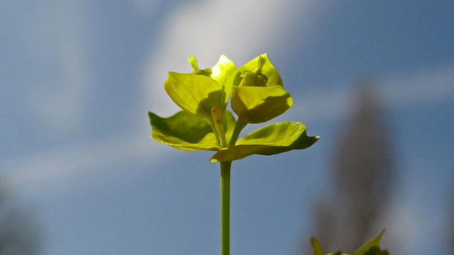 Cipreswolfsmelk - Euphorbia cyparissias