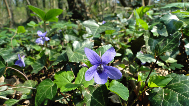 Donkersporig bosviooltje - Viola reichenbachiana