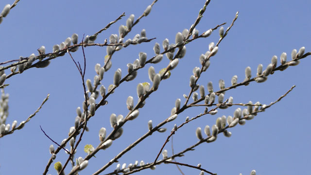 Katwilg - Salix viminalis