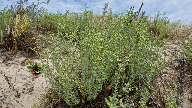 Zeewolfsmelk - Euphorbia paralias