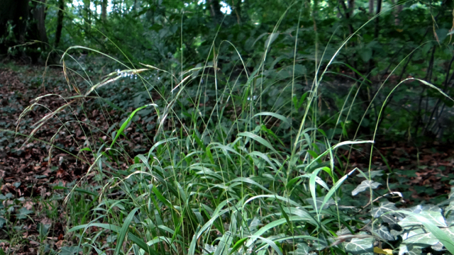 Boskortsteel - Brachypodium sylvaticum