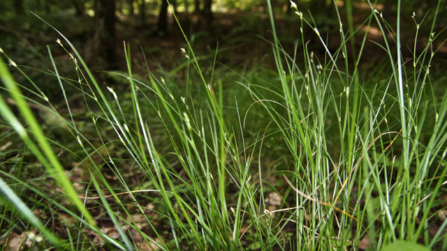 IJle zegge - Carex remota