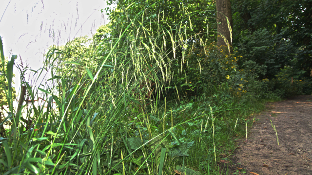 Reuzenzwenkgras - Festuca gigantea