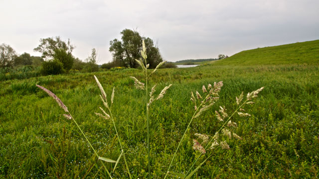 Rietgras - Phalaris arundinacea