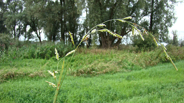 Rietzwenkgras - Festuca arundinacea