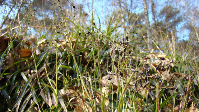 Ruige veldbies - Luzula pilosa