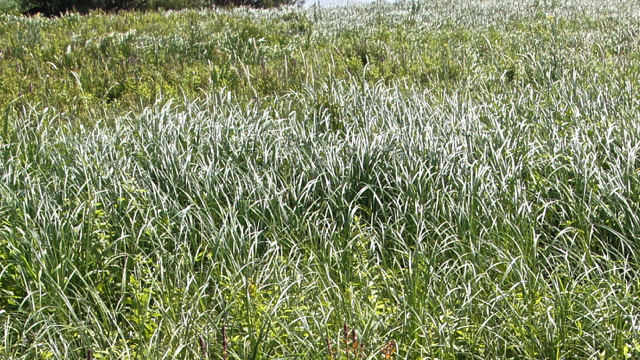 Scherpe zegge - Carex acuta