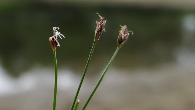 Naalswaterbies - Eleocharis acicularis