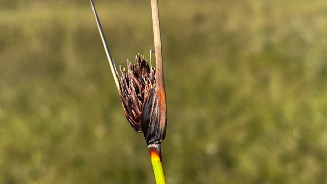 Knopbies - Schoenus nigricans