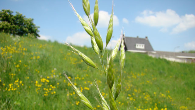 Zachte dravik - Bromus hordeaceus