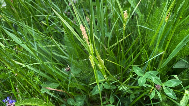 Bleke zegge - Carex pallescens