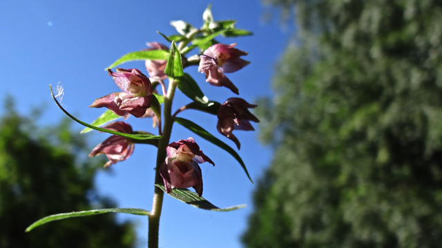 Brede wespenorchis - Epipactis helleborine