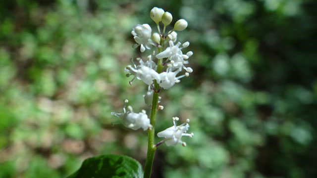 Dalkruid - Maianthemum bifolium