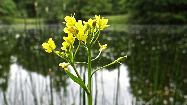 Douglasspar - Pseudotsuga menziesii